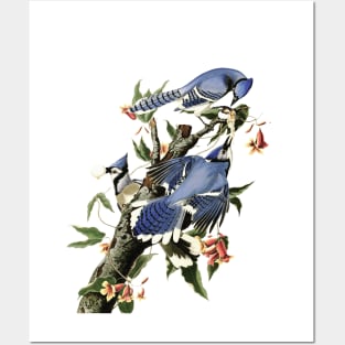 Vintage Blue Jay Illustration 1838 Posters and Art